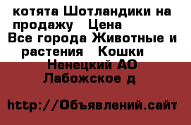 котята Шотландики на продажу › Цена ­ 5 000 - Все города Животные и растения » Кошки   . Ненецкий АО,Лабожское д.